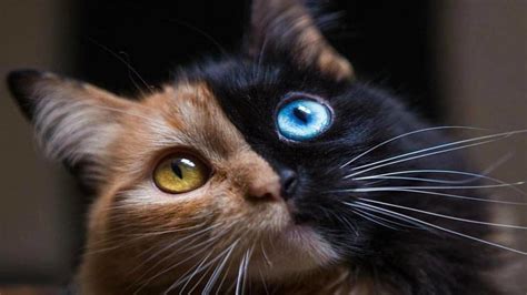 dünyanın en güzel kedi cinsi